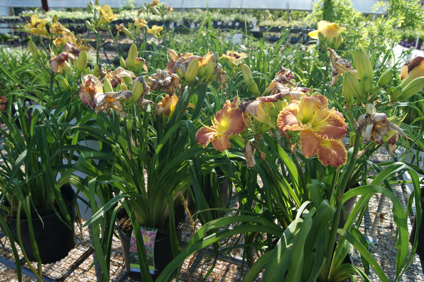 Daylily 'Titan Skye' (Hemerocallis)