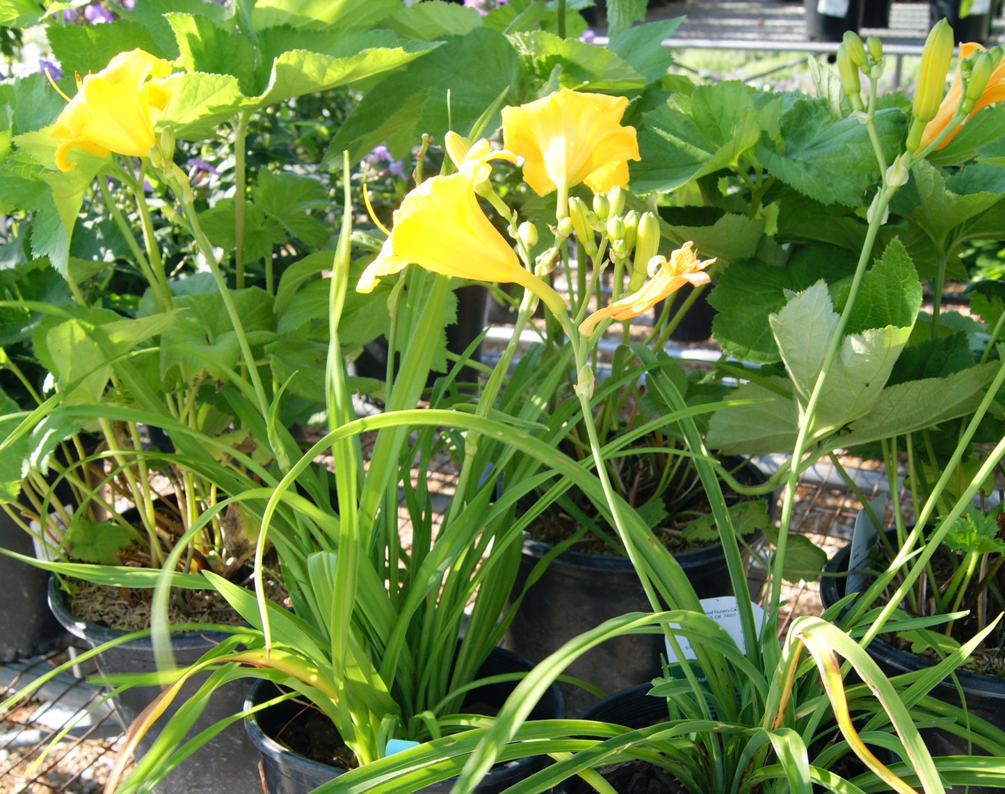 Daylily 'Yellow Lollipop' (Hemerocallis)