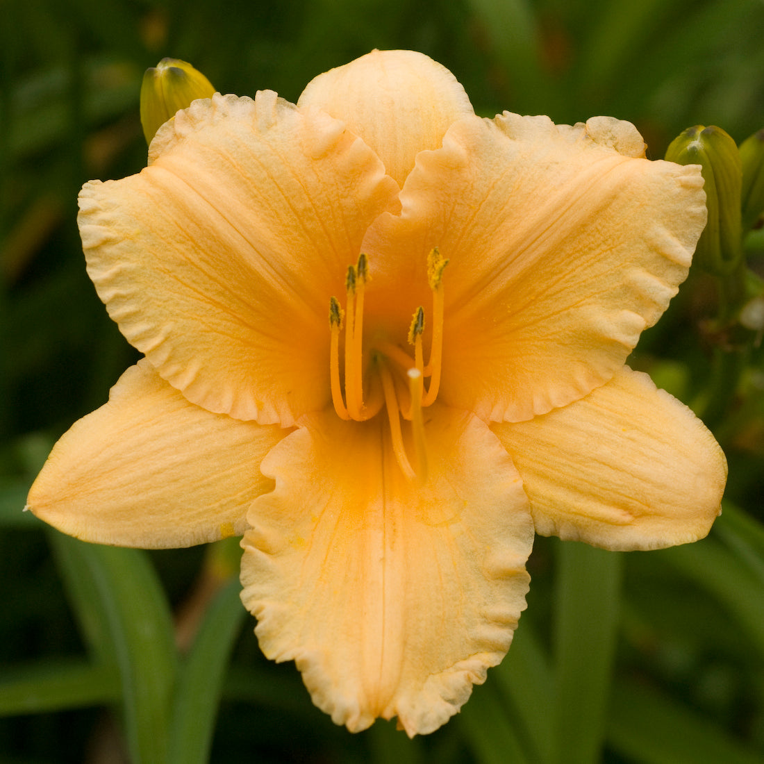 Daylily 'Apricot Sparkles' (Hemerocallis)