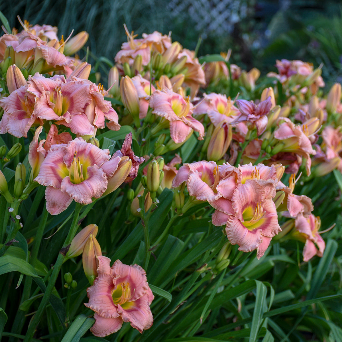 Daylily 'Elegant Candy' (Hemerocallis)