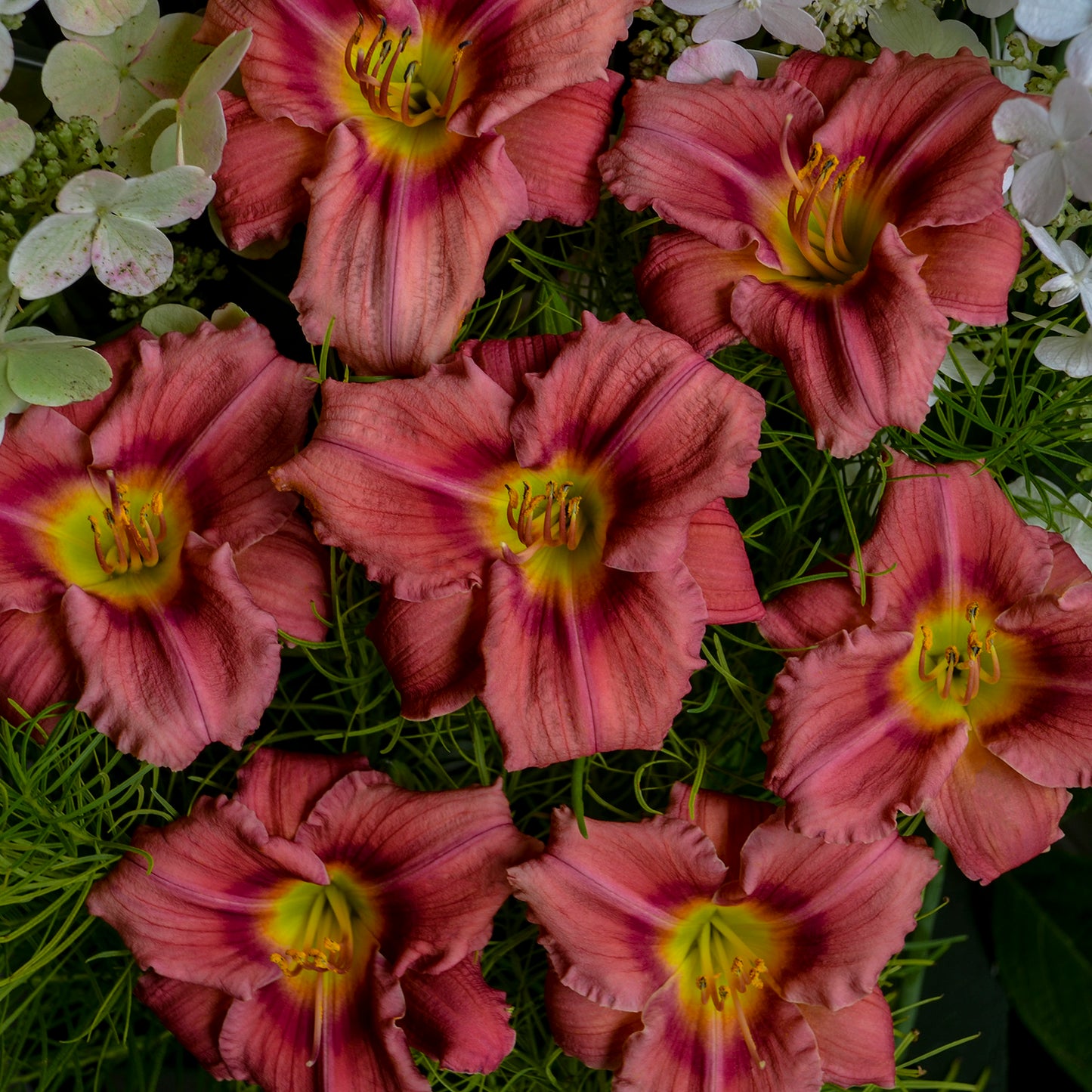 Daylily 'Rosy Returns' (Hemerocallis)
