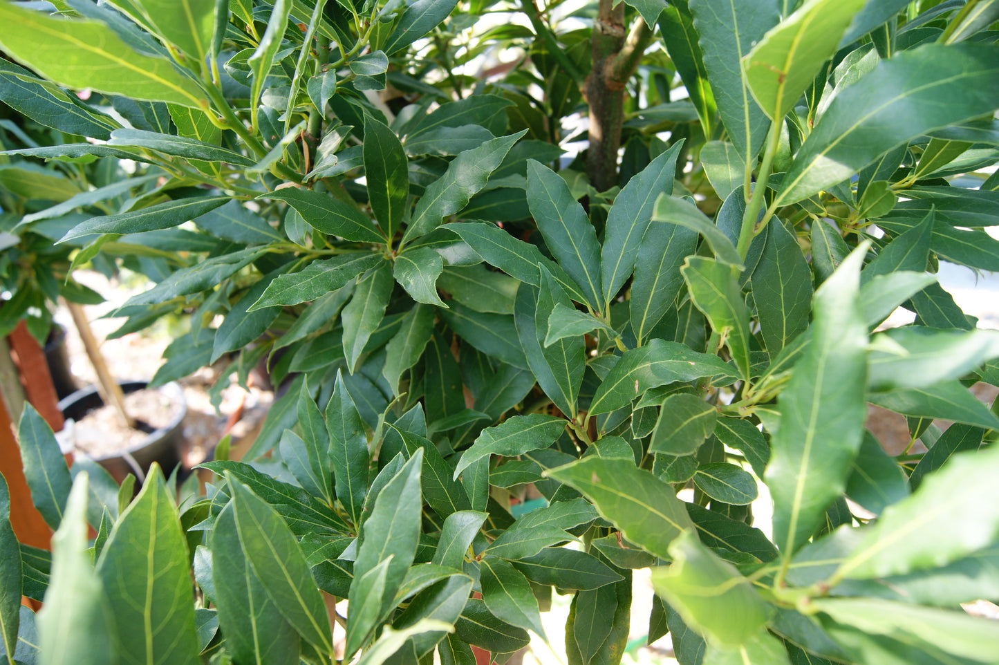 Bay Leaf, Culinary (Laurus)