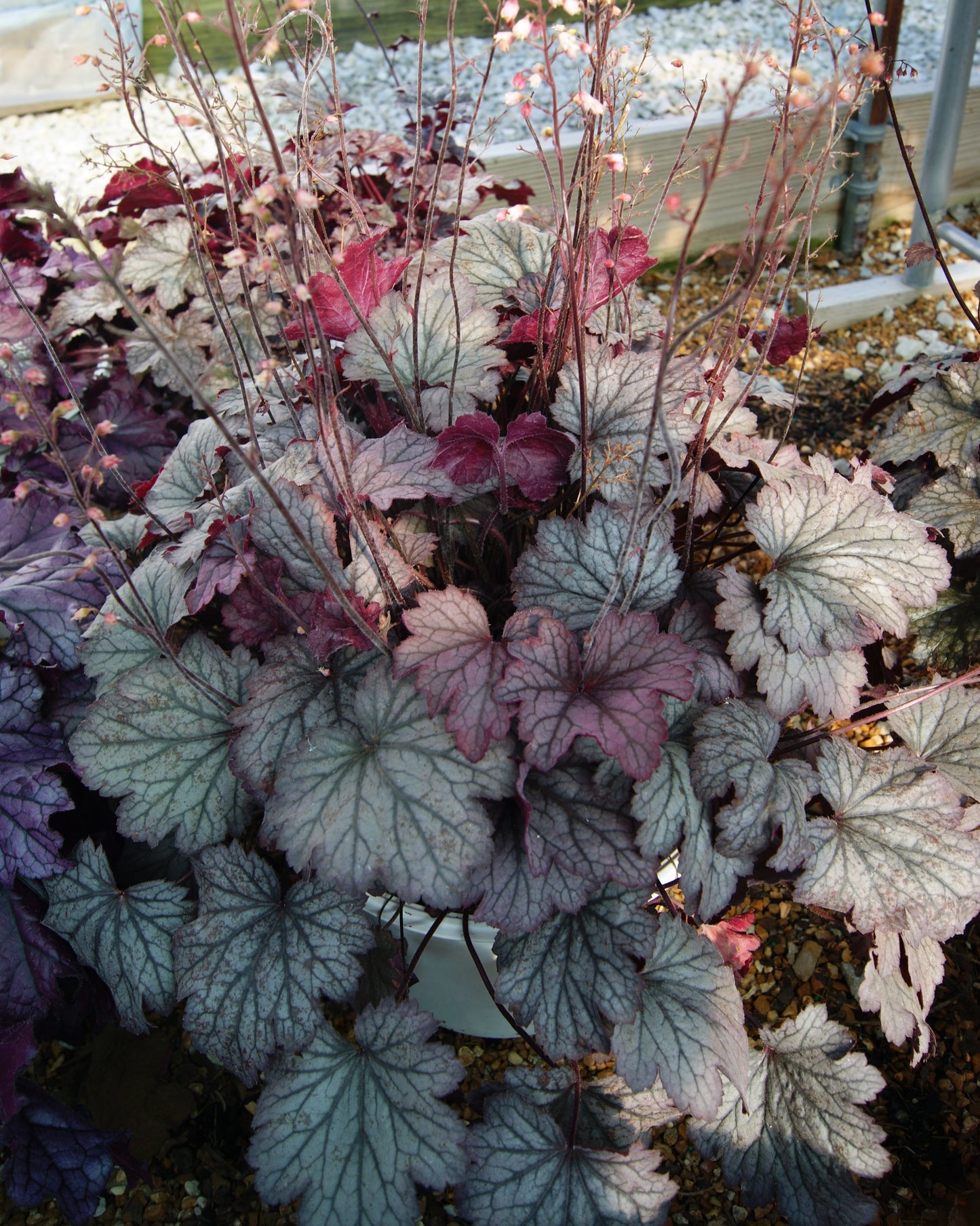 Coral Bells 'Carnival Rose Granita' (Heuchera)