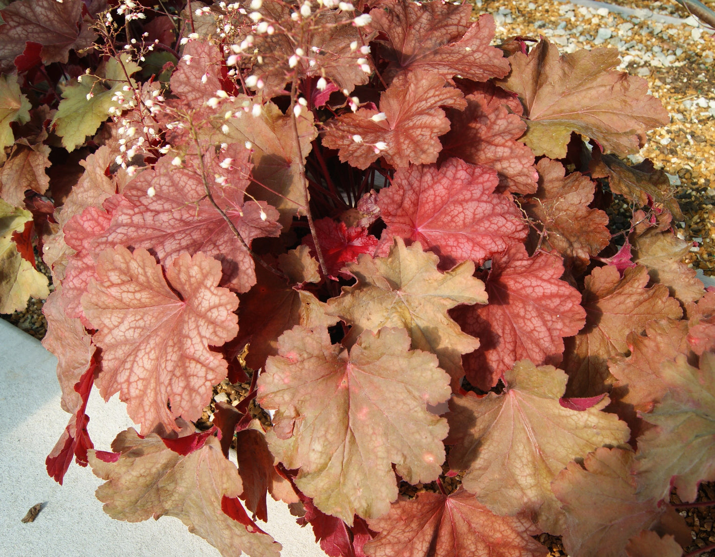Coral Bells 'Fire Chief' (Heuchera)