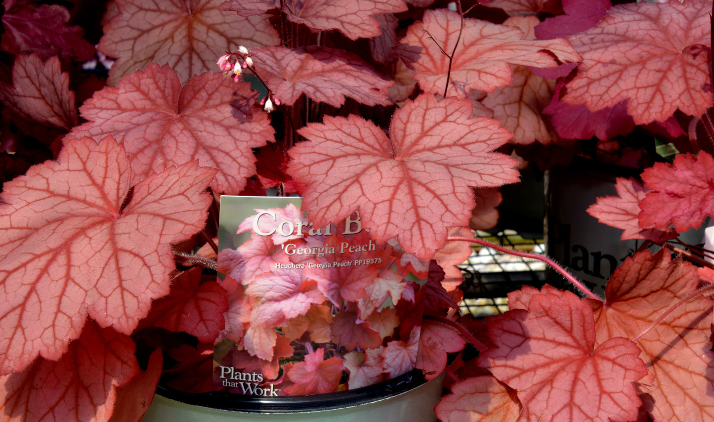 Coral Bells 'Georgia Peach' (Heuchera)