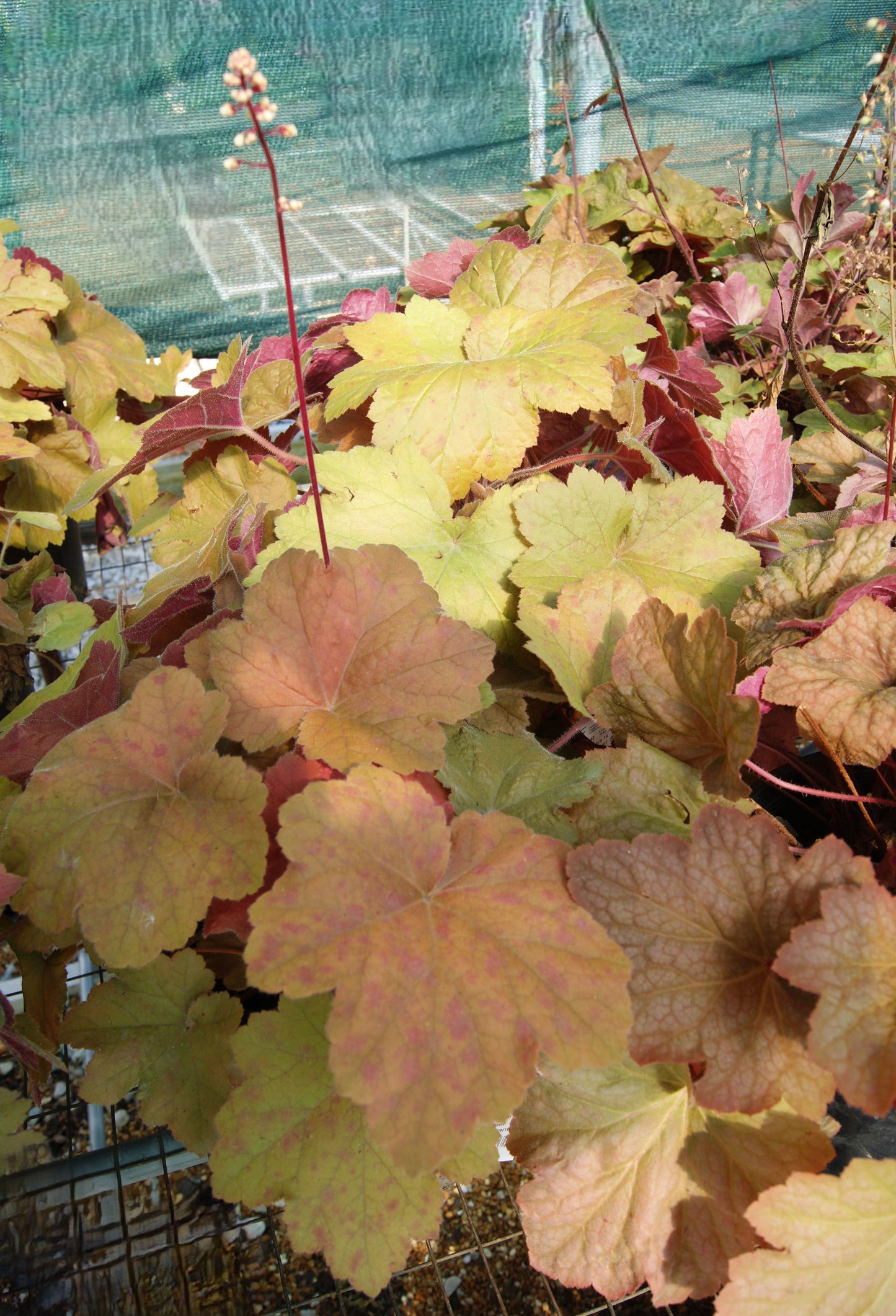 Coral Bells 'Southern Comfort' (Heuchera)