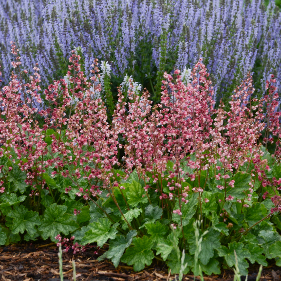 Coral Bells 'Berry Timeless' (Heuchera)
