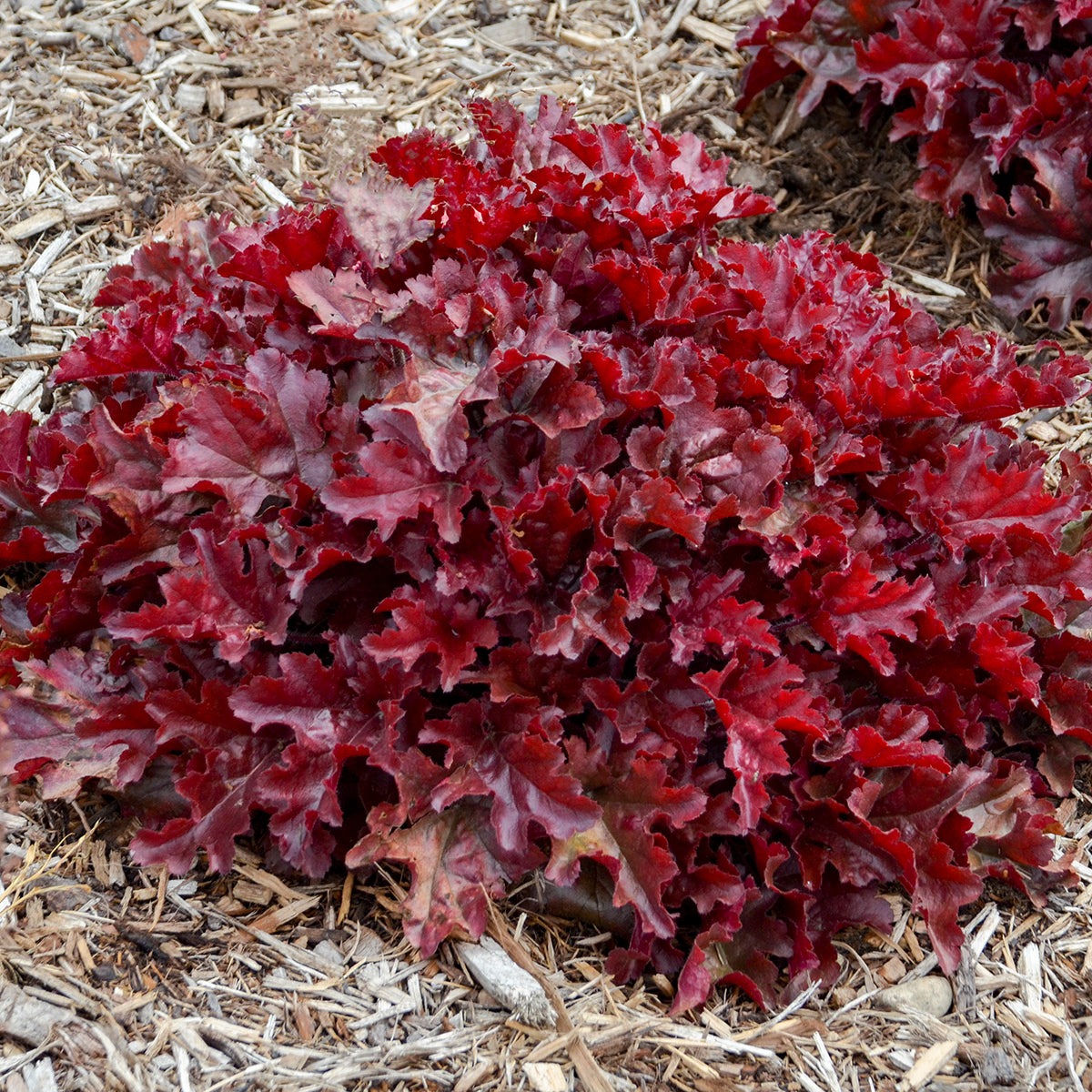 Coral Bells 'Dolce Cherry Truffles' (Heuchera)