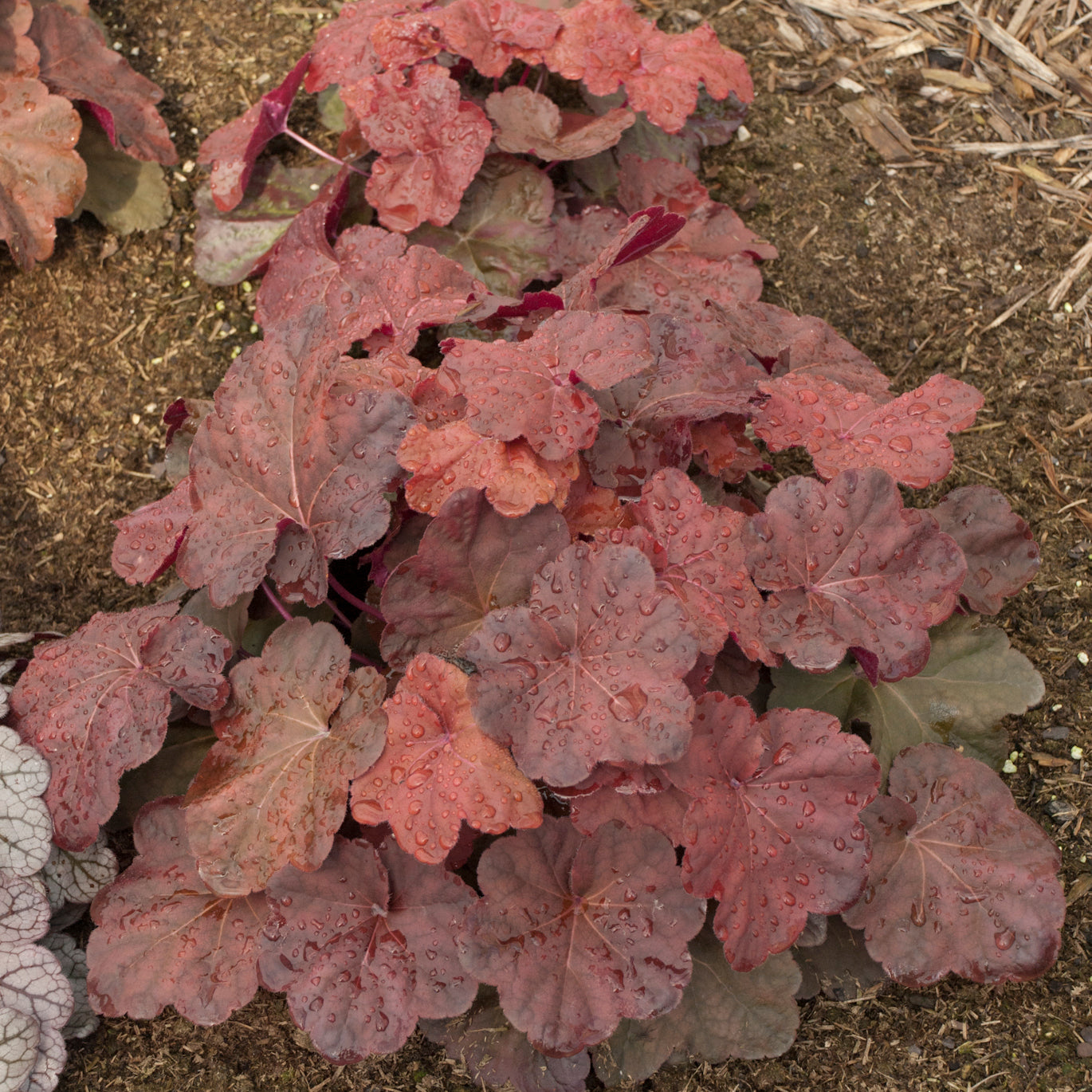 Coral Bells 'Lava Lamp' (Heuchera)