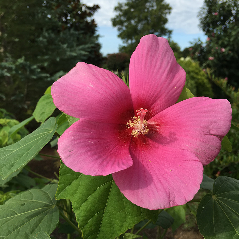 Rose Mallow, Hardy 'Big Hit Pink' (Hibiscus)