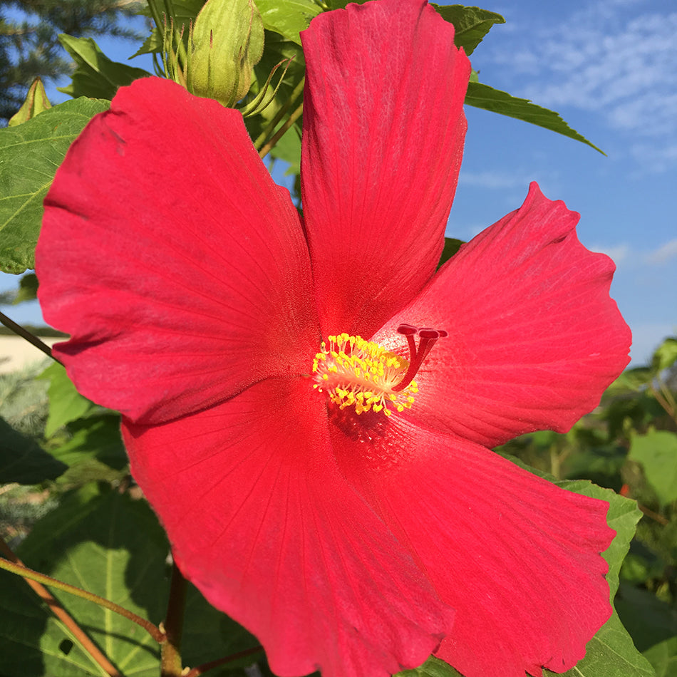 Rose Mallow, Hardy 'Big Hit Red' (Hibiscus)