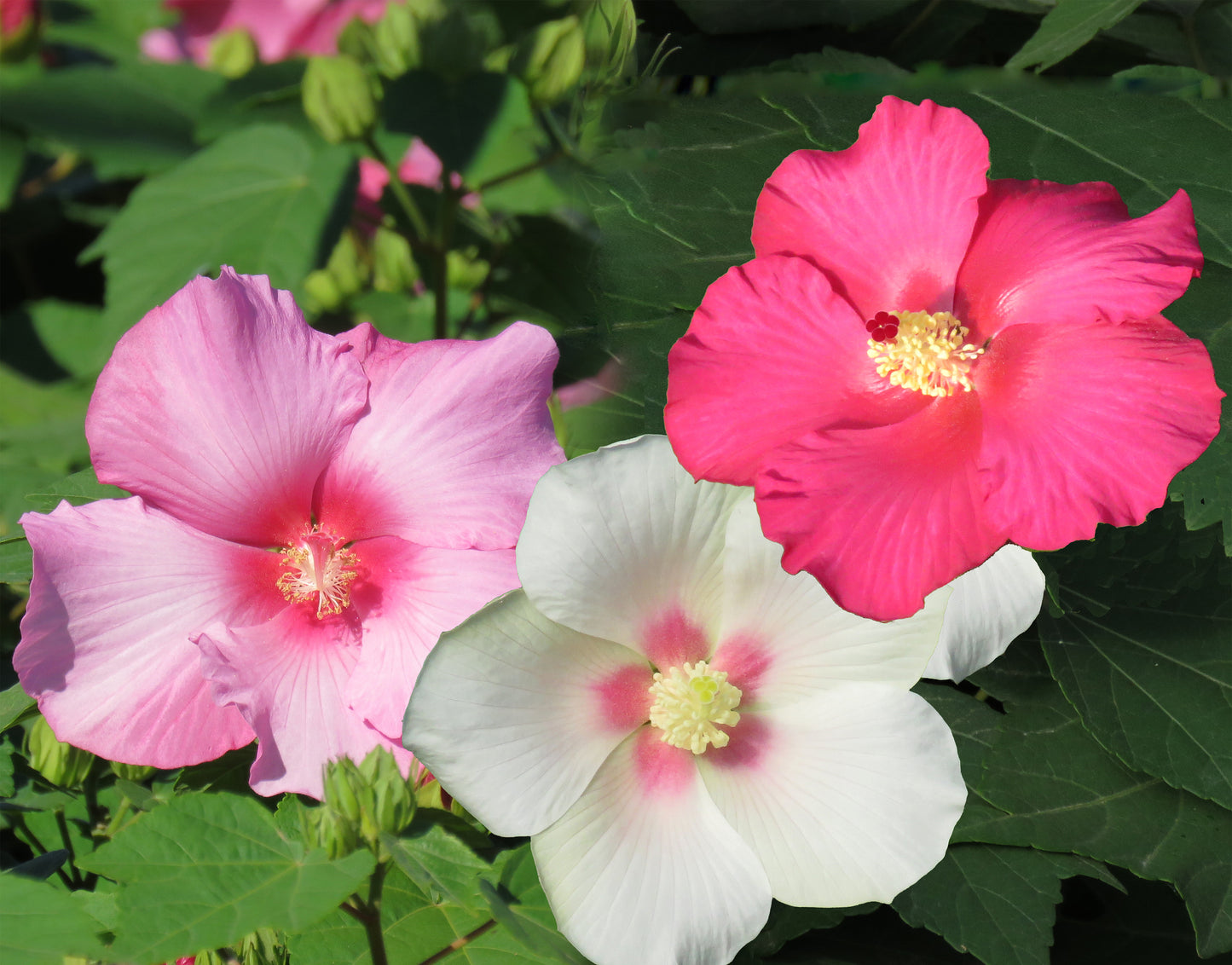 Rose Mallow, Hardy 'Big Hit Triple' (Hibiscus)