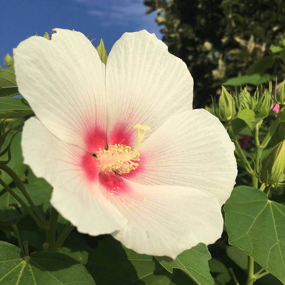 Rose Mallow, Hardy 'Big Hit White' (Hibiscus)
