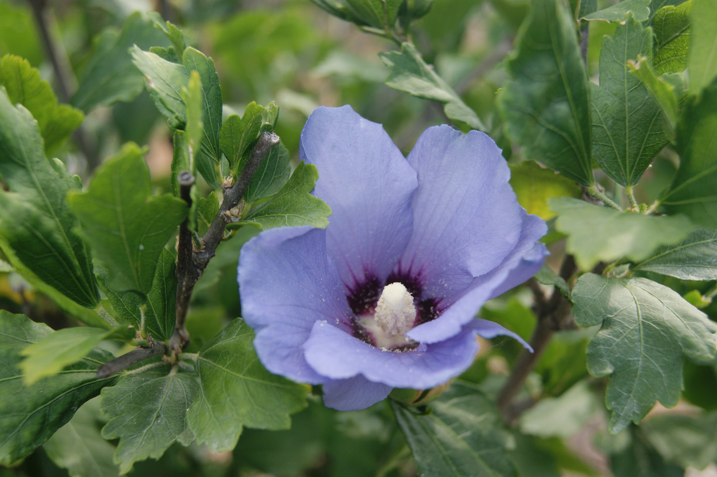 Rose-of-Sharon / Althea 'Blue Chiffon' (Hibiscus)