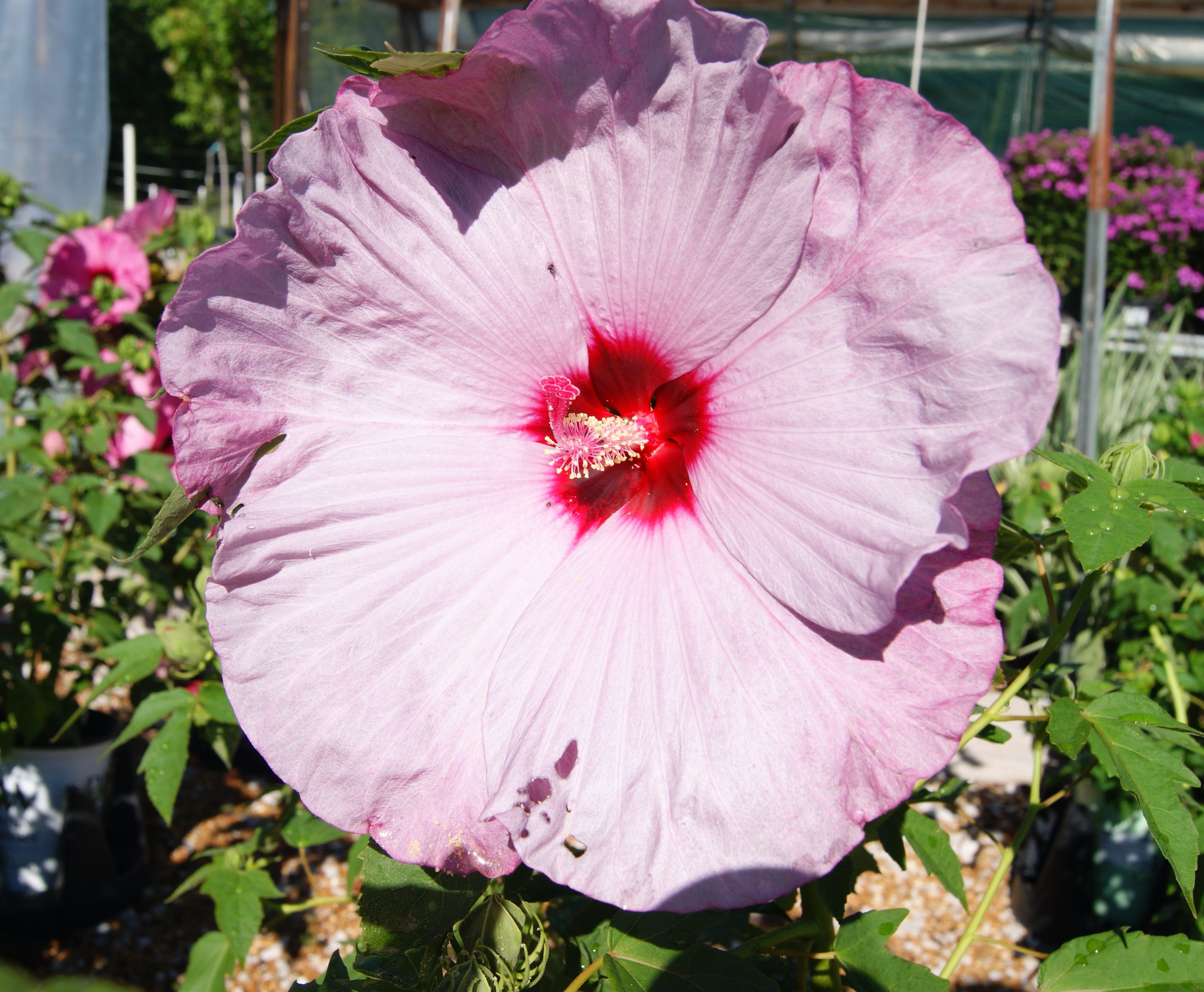 Rose Mallow, Hardy 'Summerific Candy Crush' (Hibiscus) – Passiglia