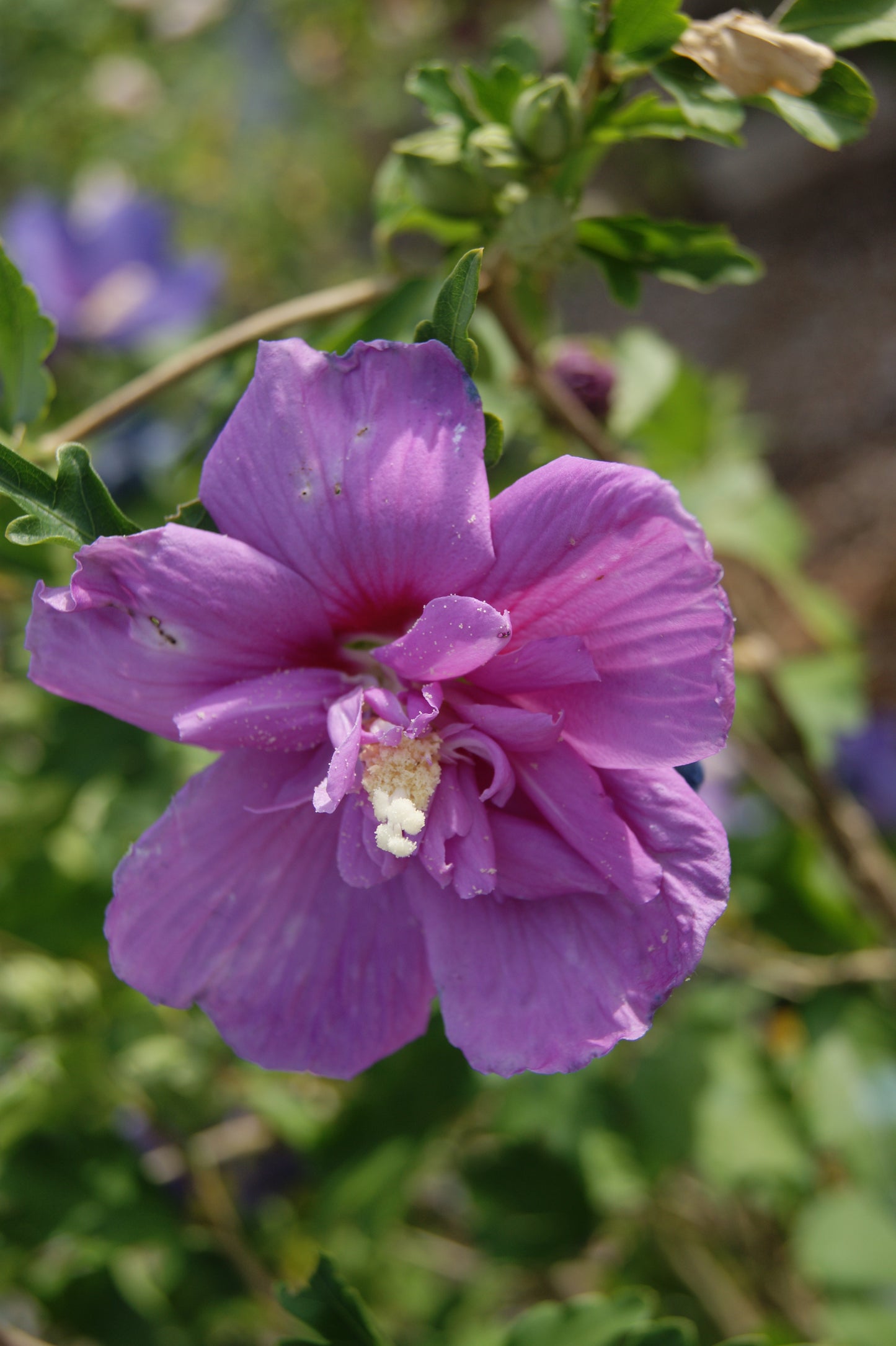Rose-of-Sharon / Althea 'Dark Lavender Chiffon' (Hibiscus)