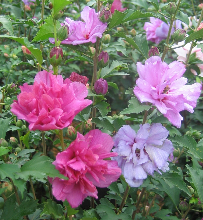 Rose-of-Sharon / Althea 'Fireworks' (Hibiscus)
