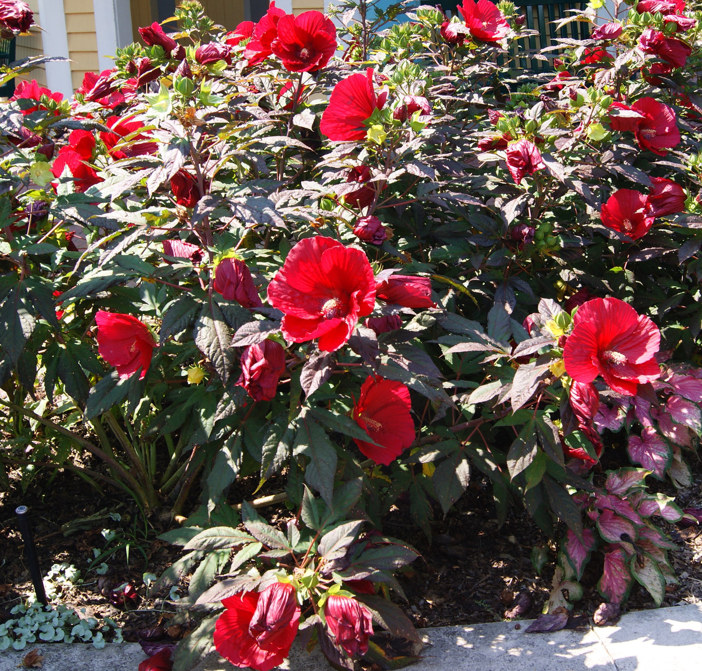 Rose Mallow, Hardy 'Midnight Marvel' (Hibiscus)