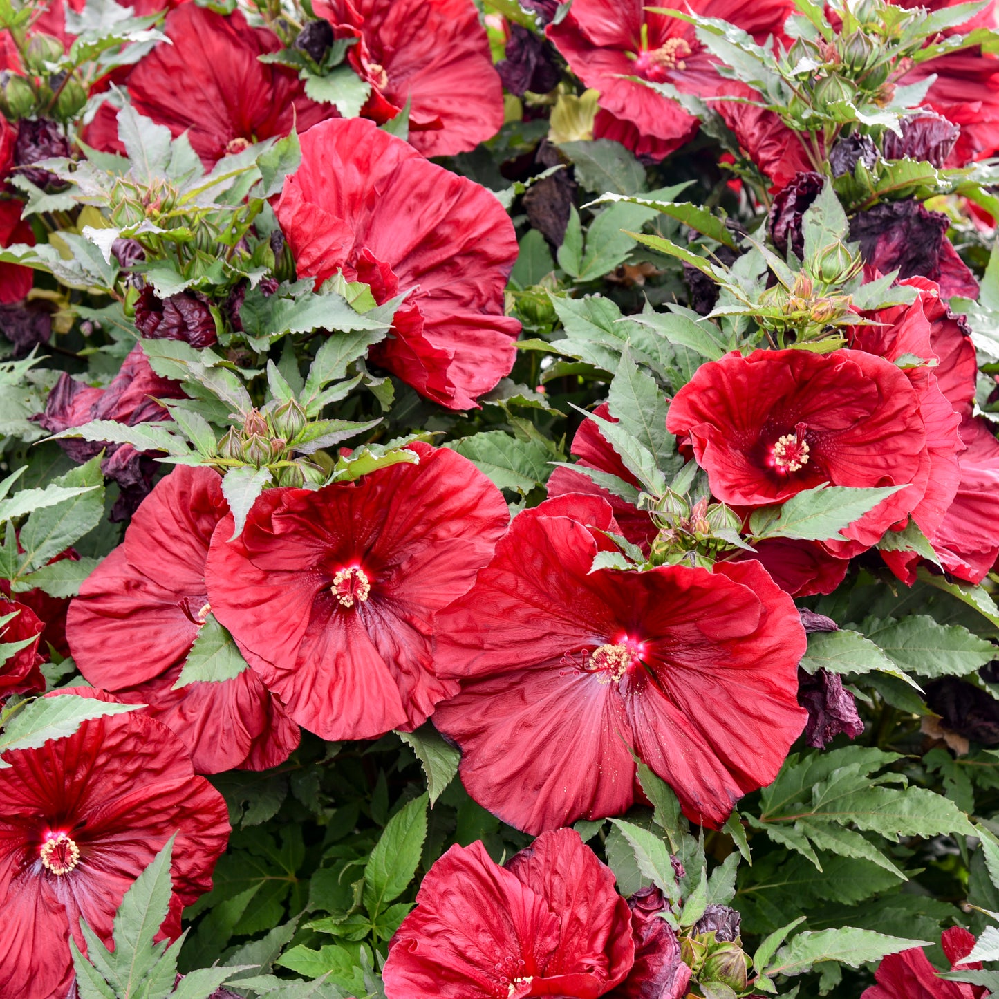 Rose Mallow, Hardy 'Blackberry Merlot' (Hibiscus)
