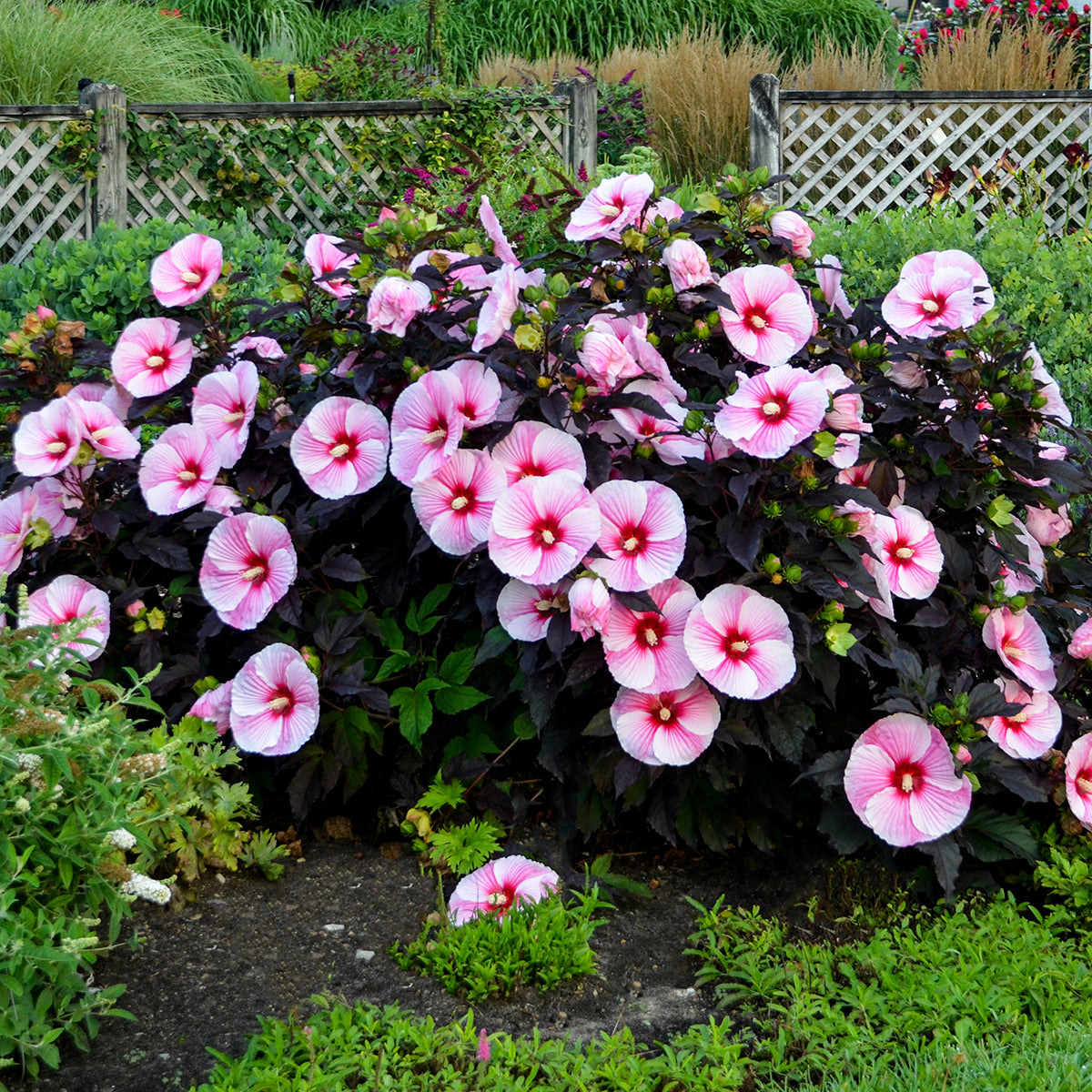 Rose Mallow, Hardy 'Starry Starry Night' (Hibiscus)