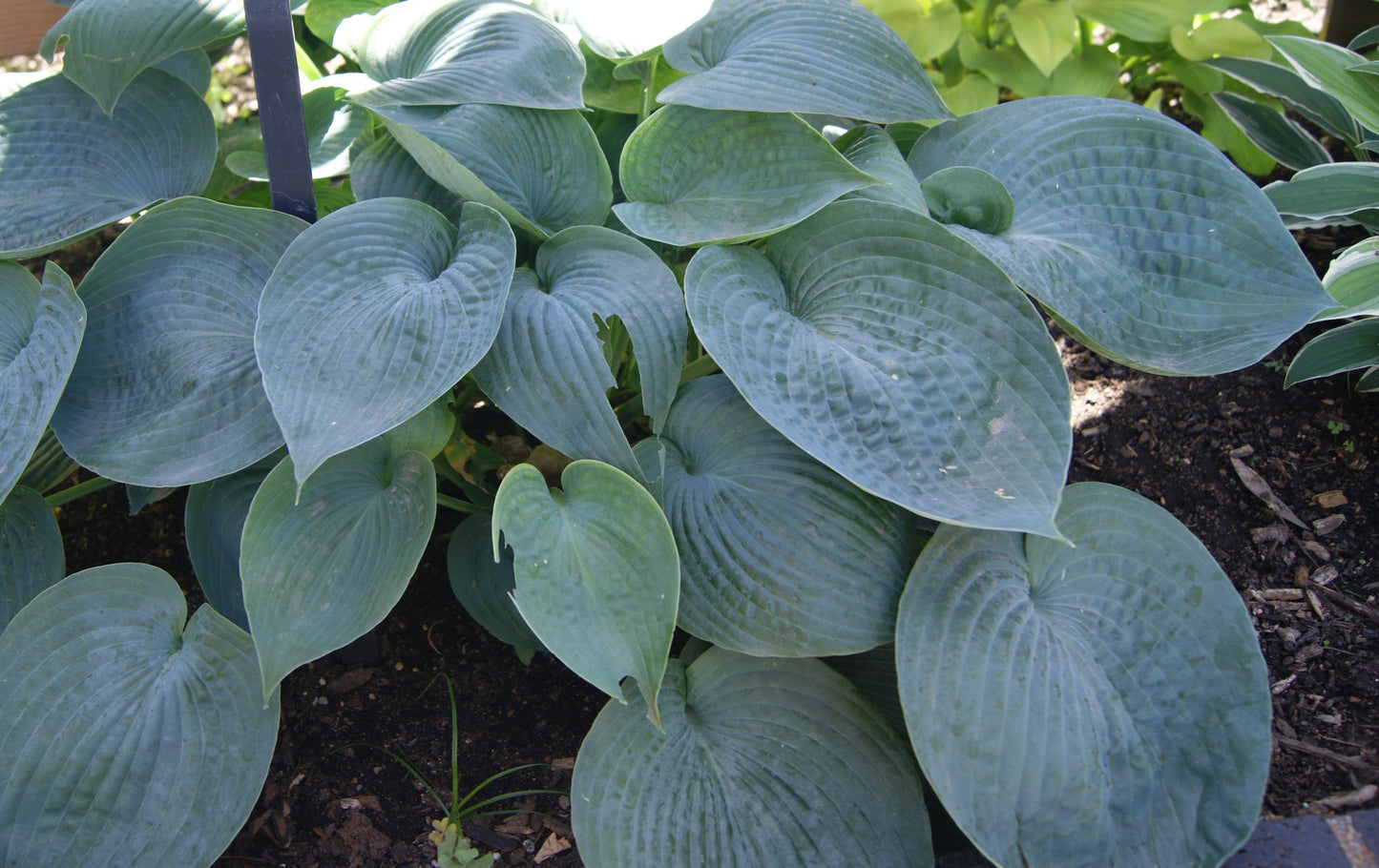 Plantain Lily 'Abiqua Drinking Gourd' (Hosta)