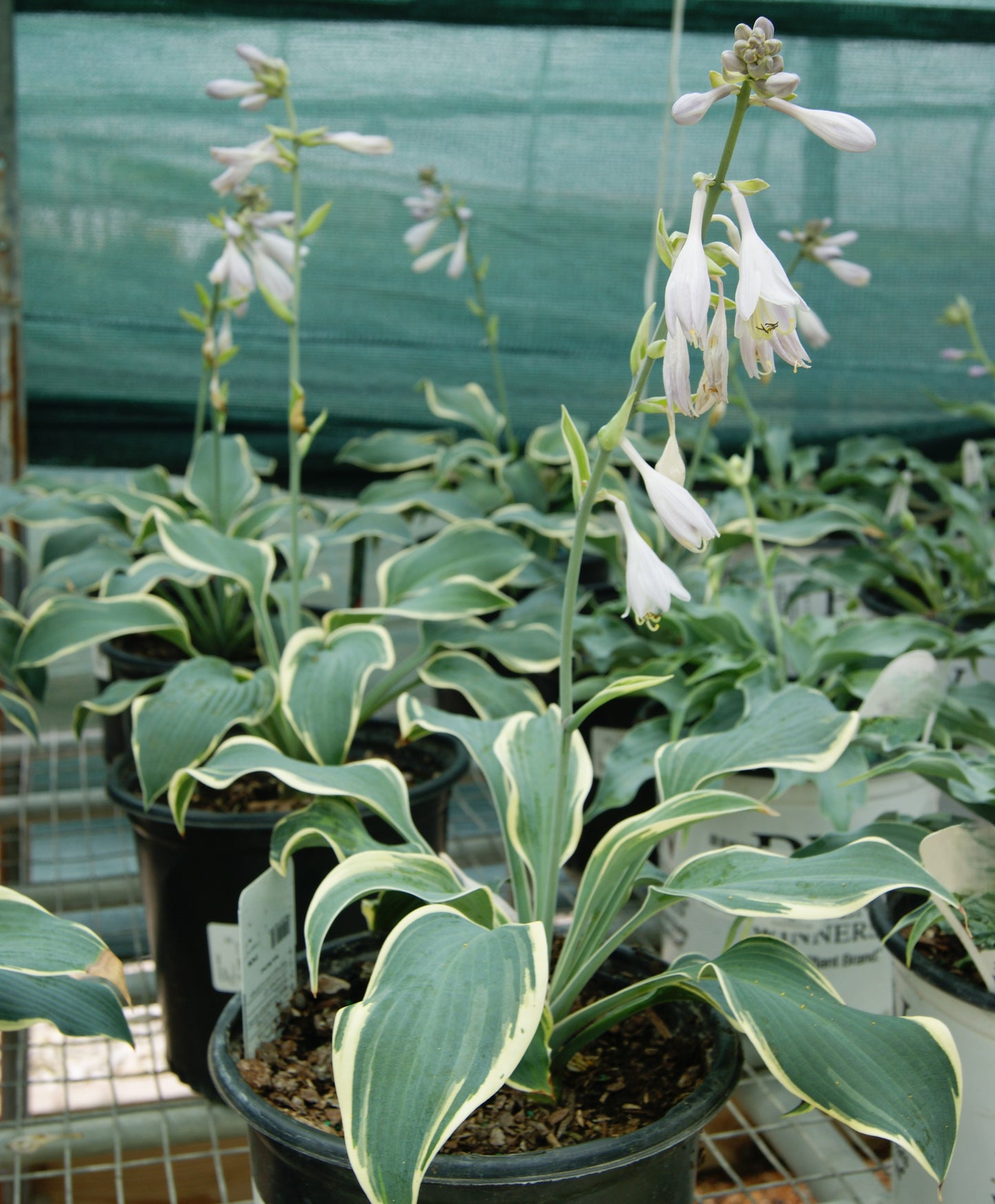 Plantain Lily 'First Frost' (Hosta)