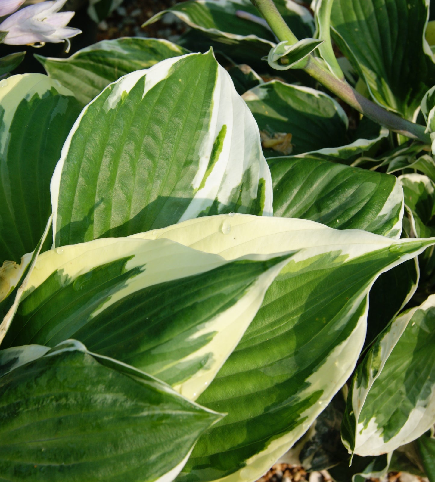 Plantain Lily 'Patriot' (Hosta)