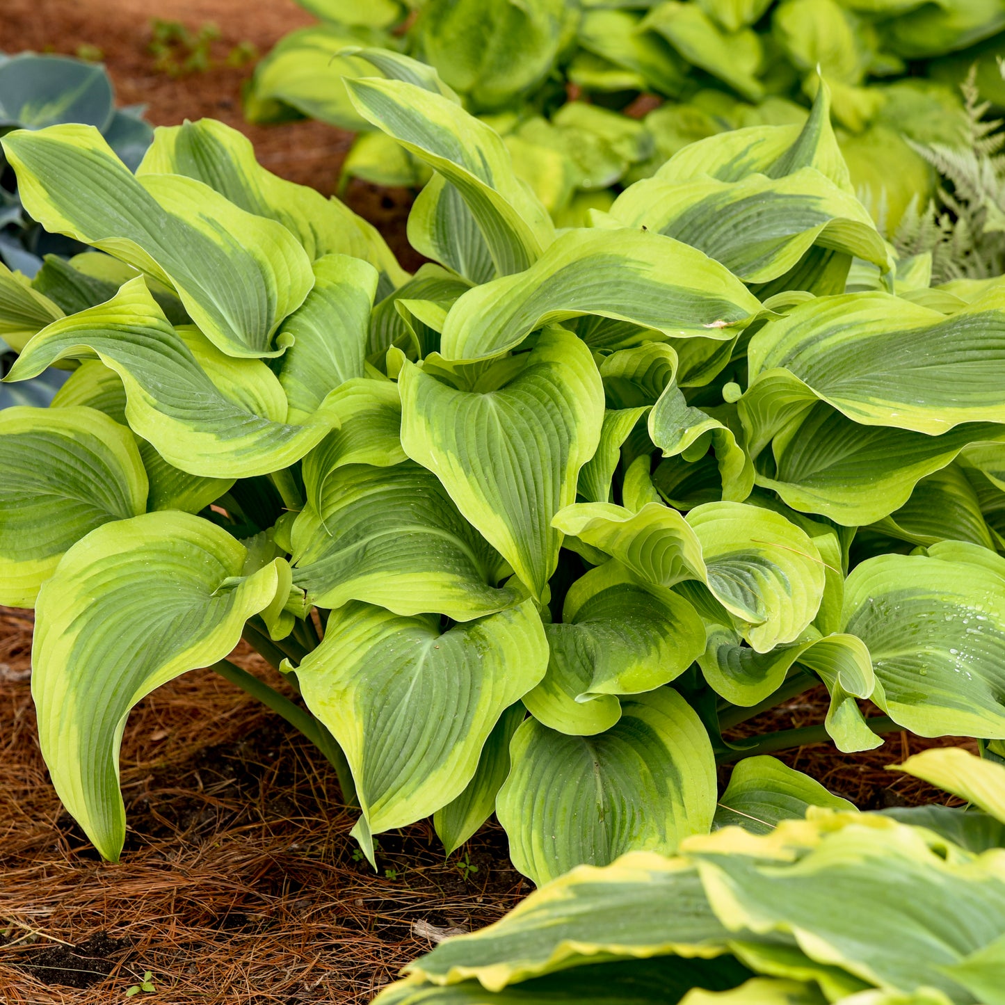 Plantain Lily 'Atlantis' (Hosta)
