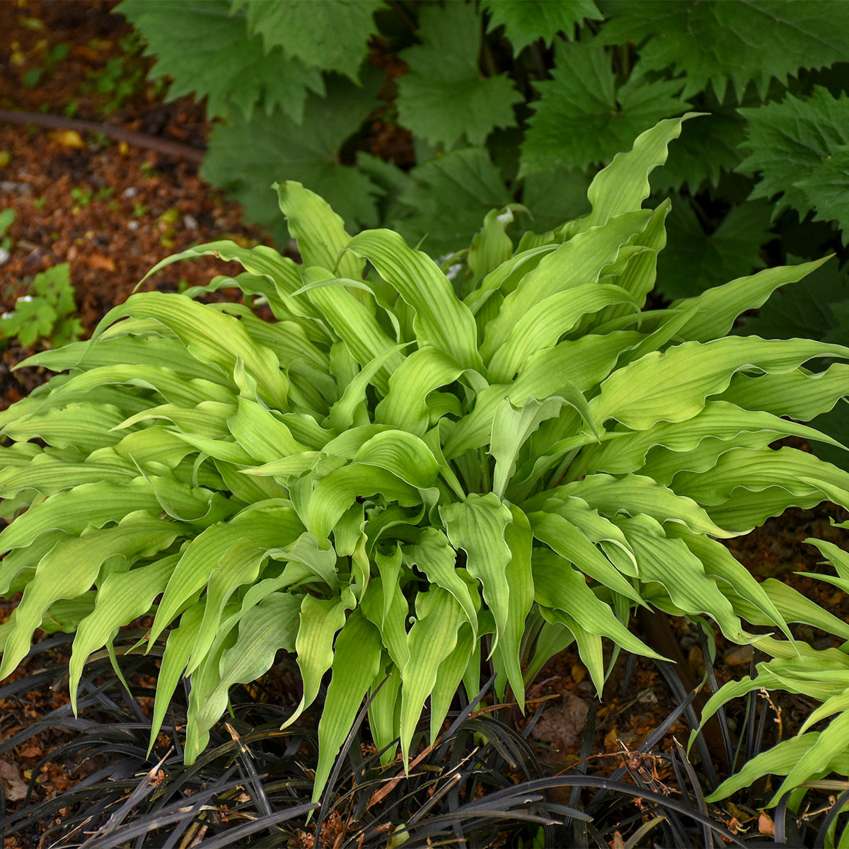 Plantain Lily 'Curly Fries' (Hosta)