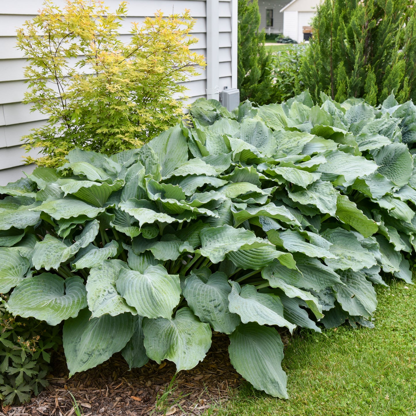 Plantain Lily 'Shadowland Diamond Lake' (Hosta)