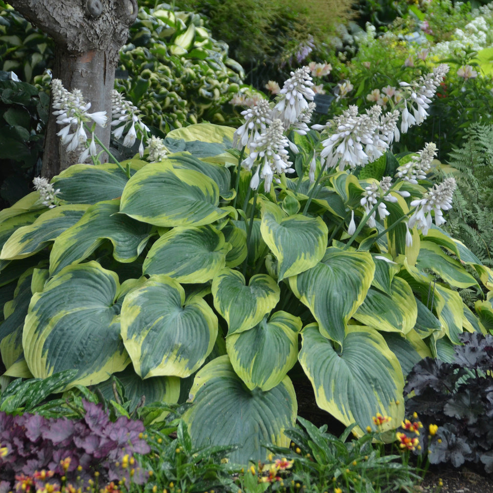 Plantain Lily 'Earth Angel' (Hosta)
