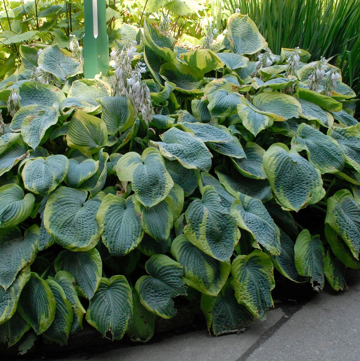 Plantain Lily 'Frances Williams' (Hosta)