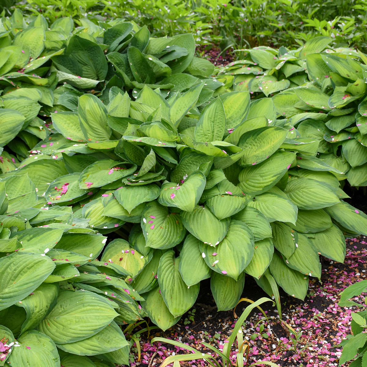 Plantain Lily 'Gold Standard' (Hosta)