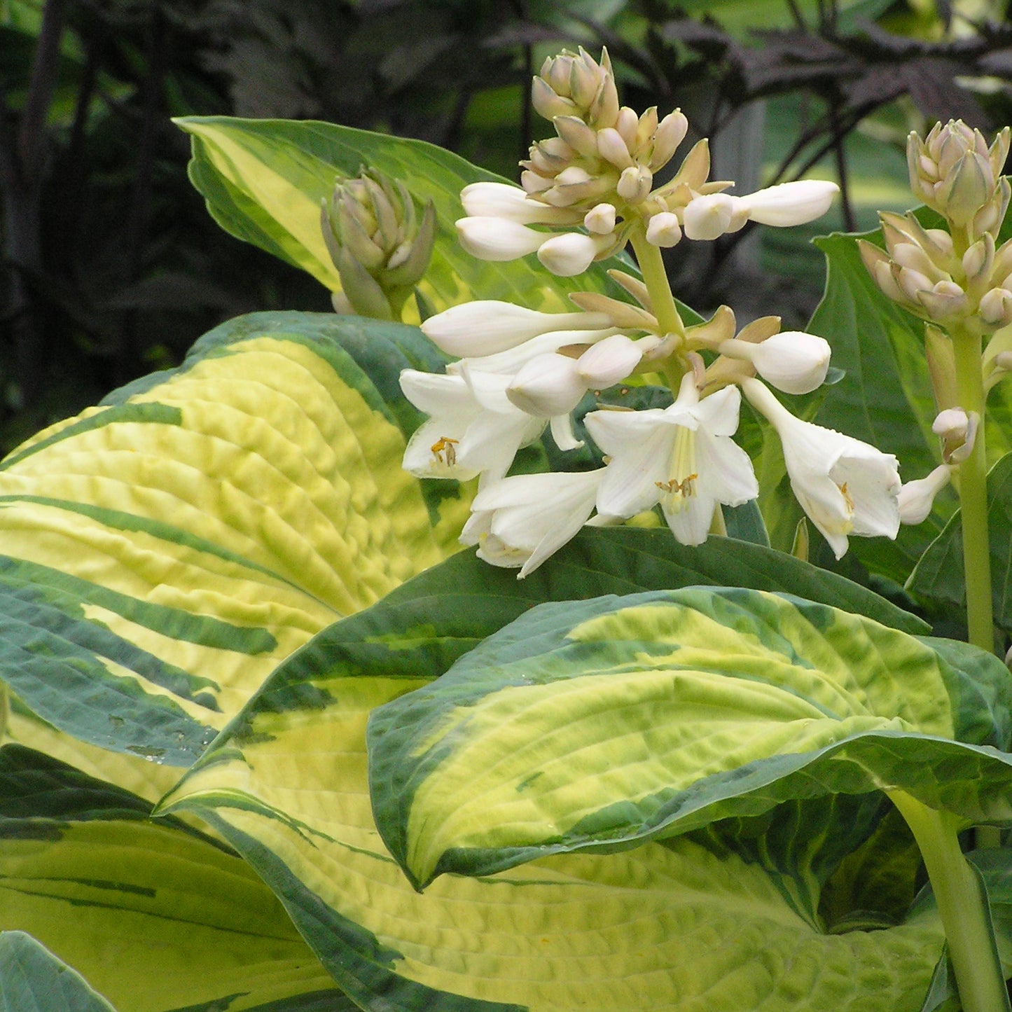 Plantain Lily 'Great Expectations' (Hosta)