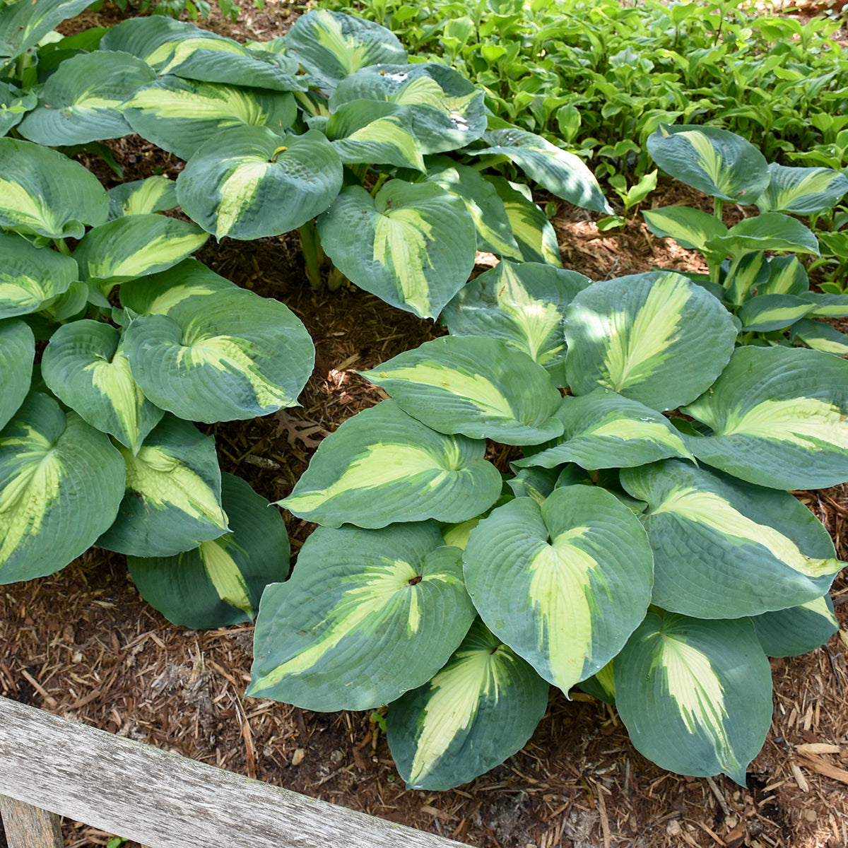 Plantain Lily 'Shadowland Hudson Bay' (Hosta)