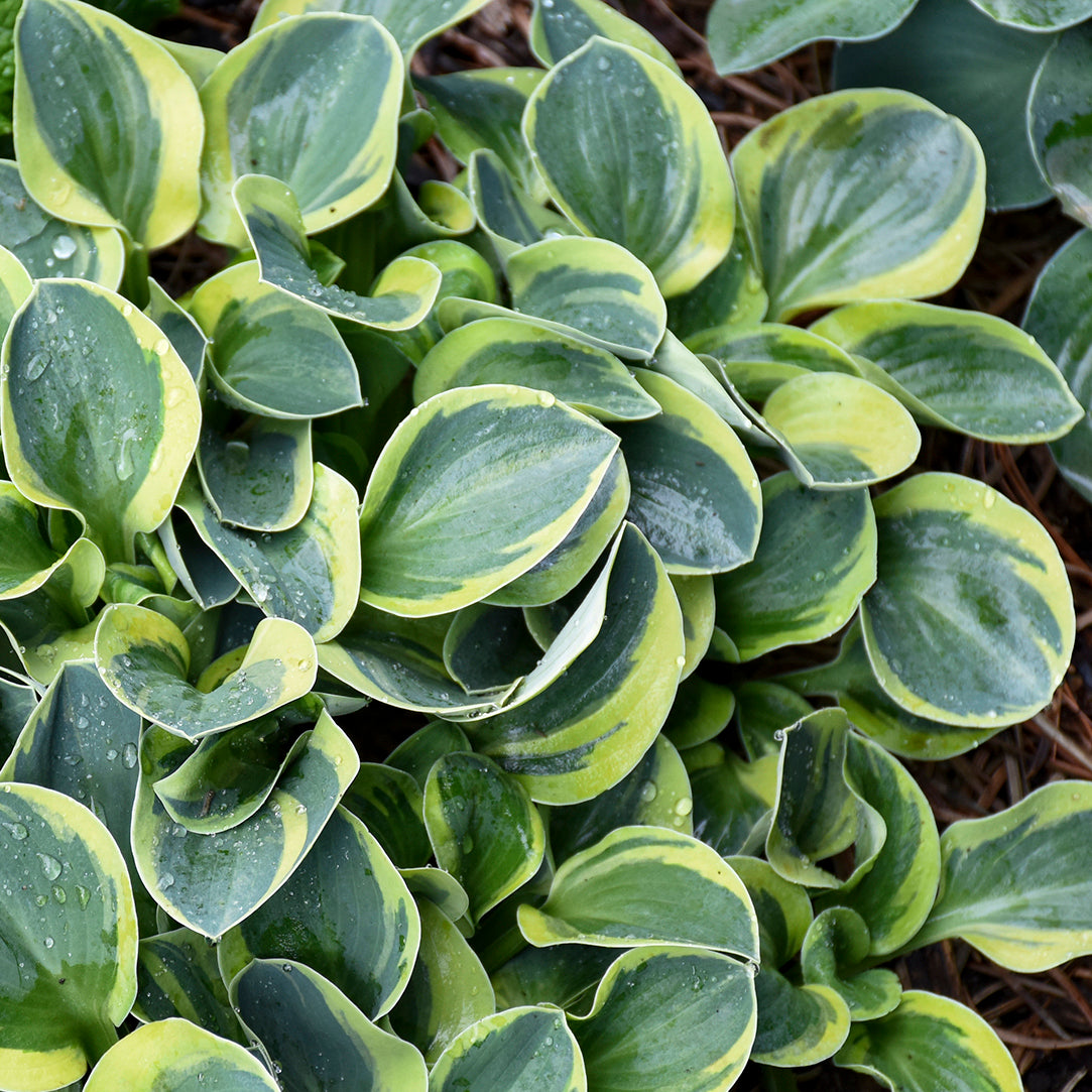 Plantain Lily 'Mighty Mouse' (Hosta)