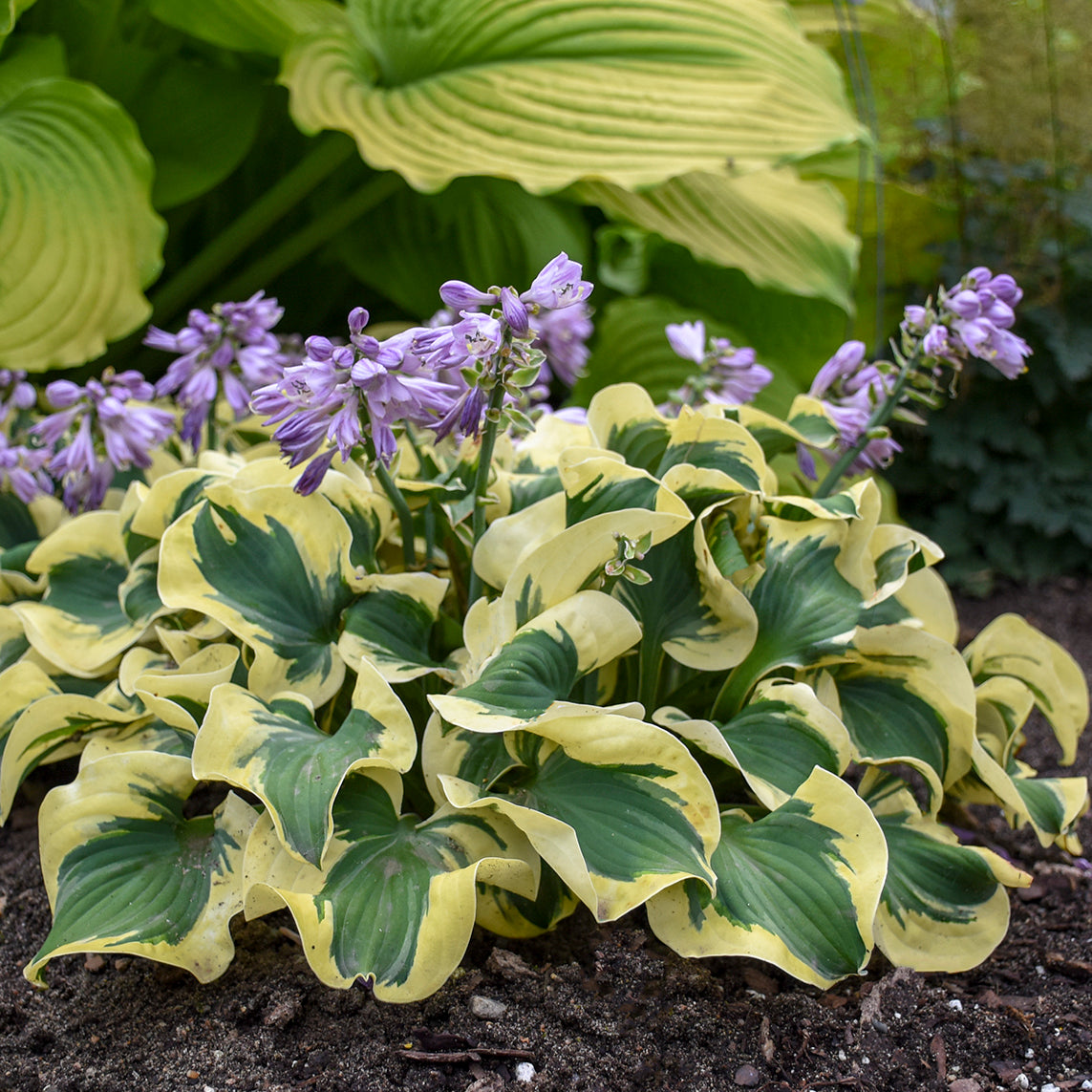 Plantain Lily 'Mini Skirt' (Hosta)