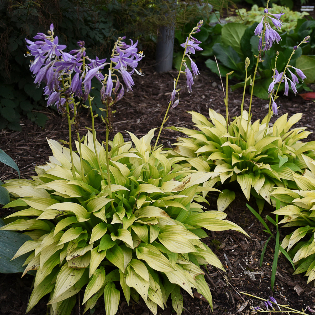 Plantain Lily 'Munchkin Fire' (Hosta)