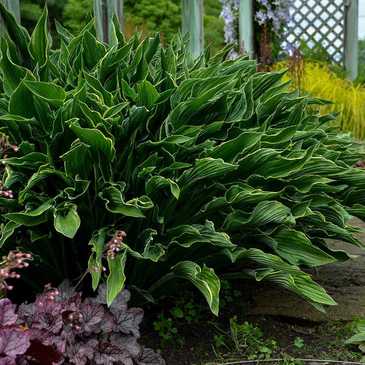 Plantain Lily 'Praying Hands' (Hosta)