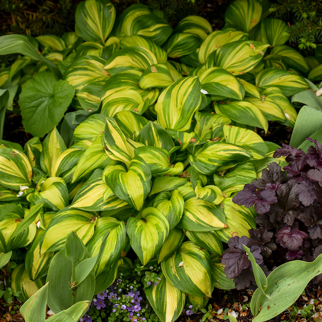 Plantain Lily 'Rainbows End' (Hosta)