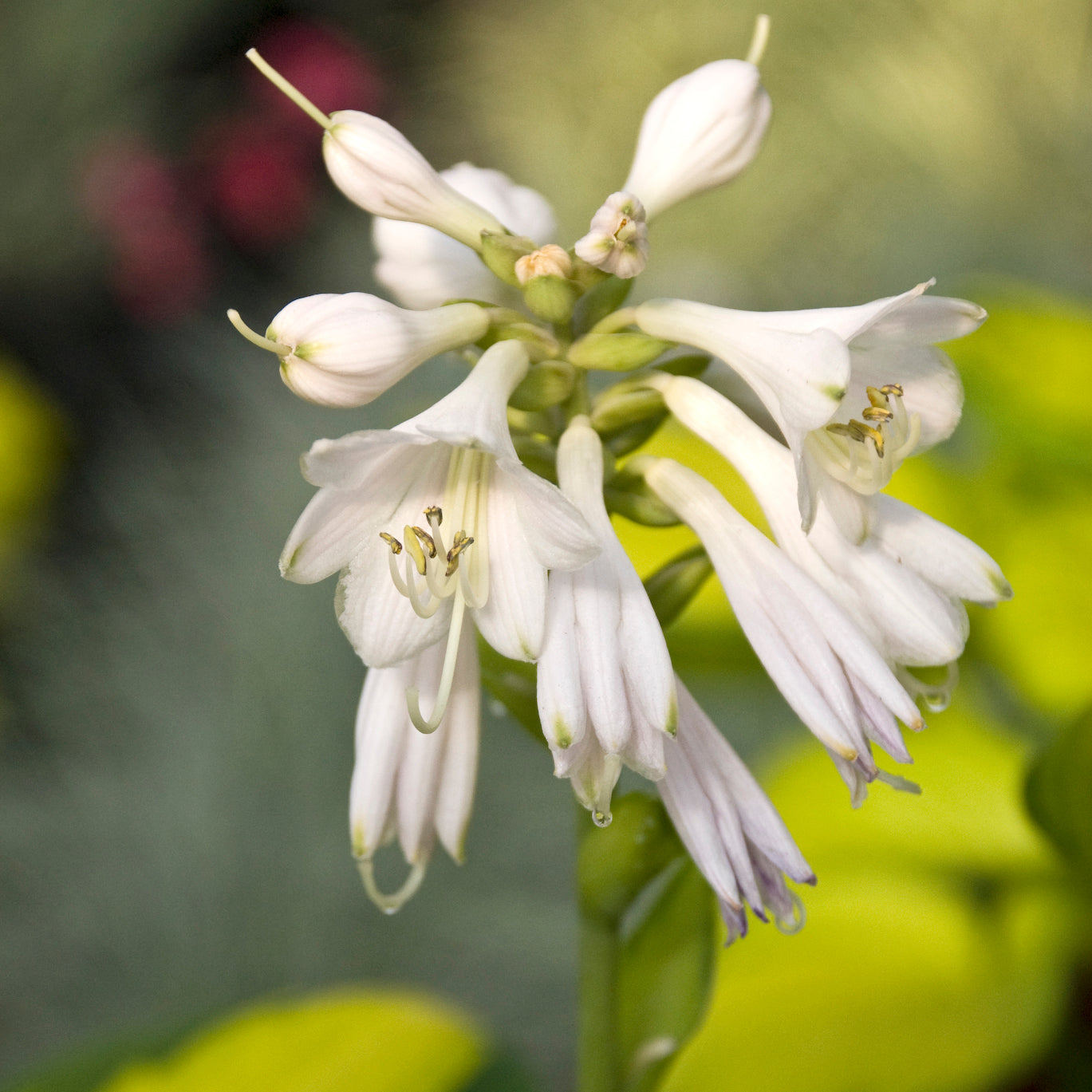 Plantain Lily 'Rainforest Sunrise' (Hosta)