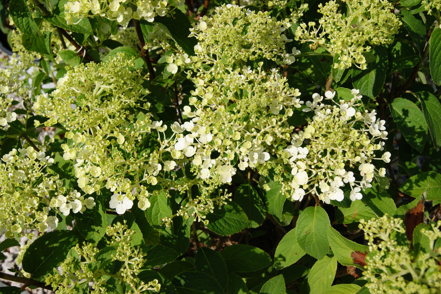 Hydrangea, Panicle Dwarf 'Bobo' (Hydrangea)