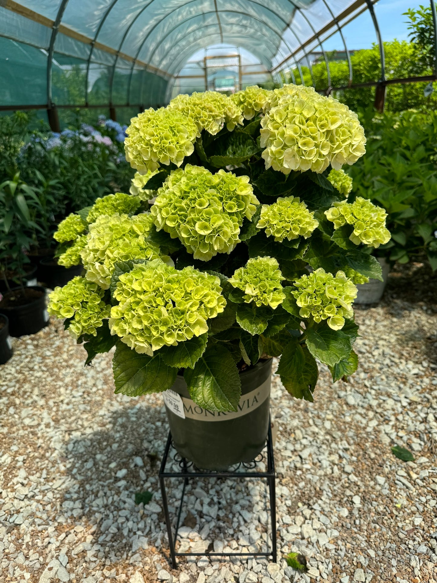 Hydrangea, Big-leaf Mophead 'Cape Lookout' (Hydrangea)