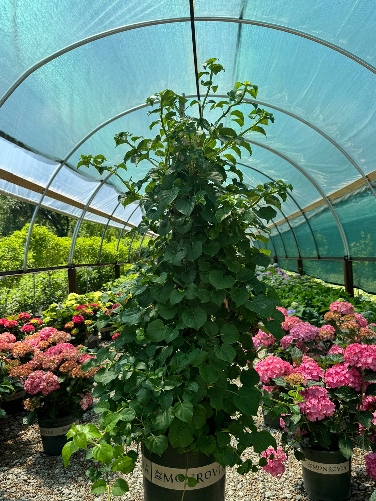 Vine, Hydrangea Lacecap Climbing (Hydrangea) Trellis