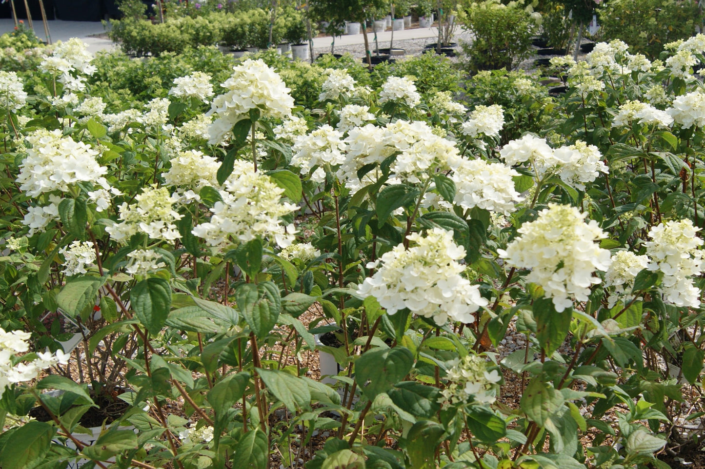 Hydrangea, Panicle 'Fire Light' (Hydrangea) Patio Tree