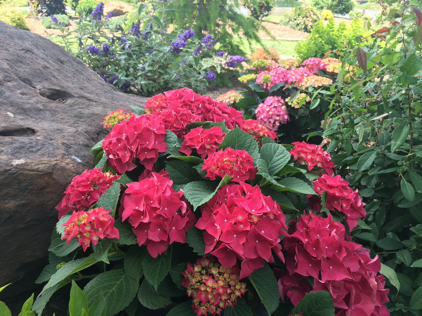 Hydrangea, Big-Leaf Mophead 'Fuchsia Glow' (Hydrangea)
