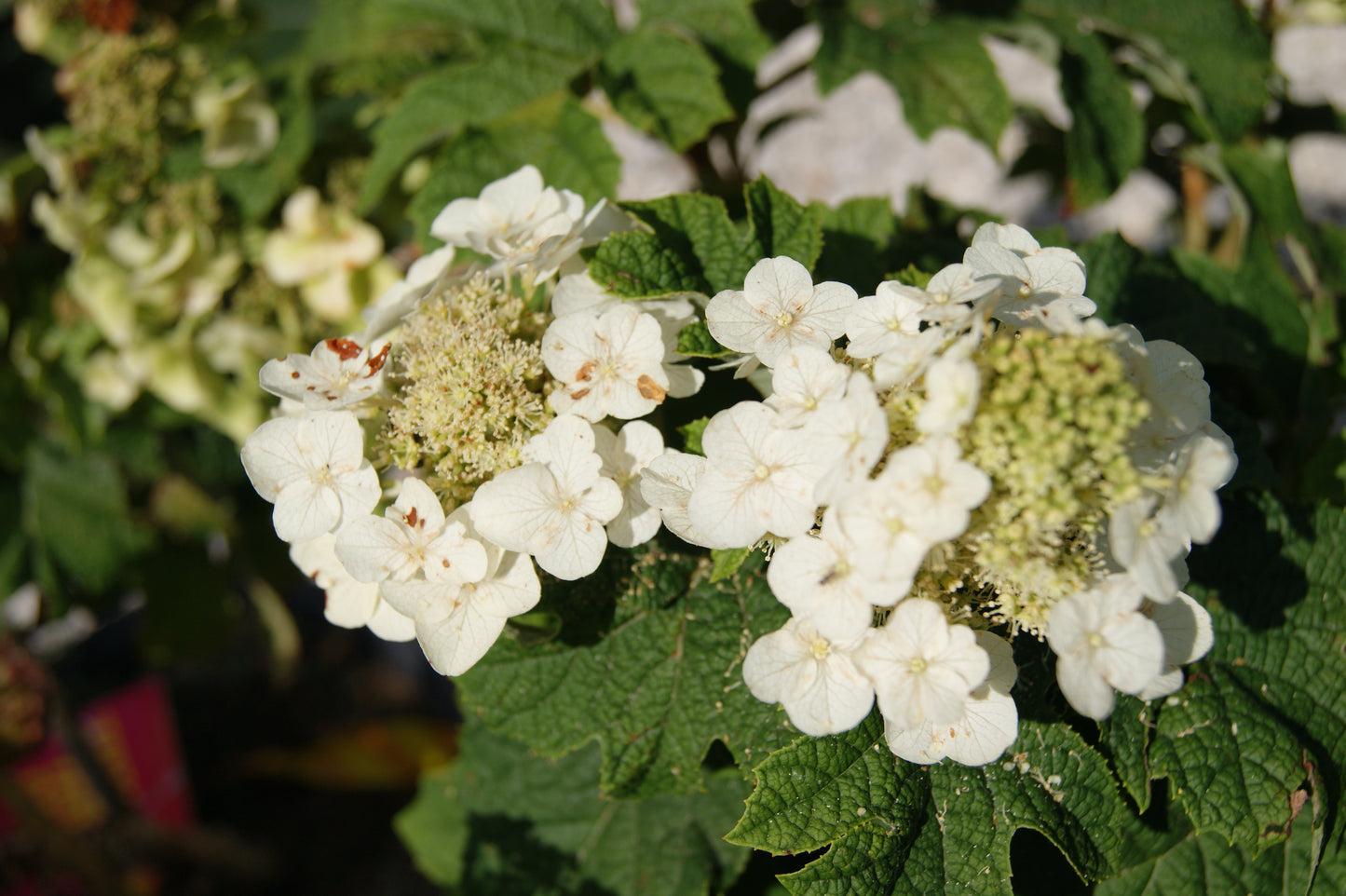 Hydrangea, Oakleaf 'Jetstream' (Hydrangea)