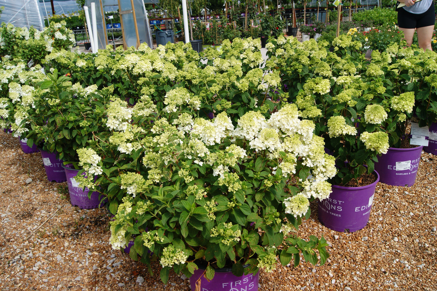 Hydrangea, Panicle 'Little Hottie' (Hydrangea)