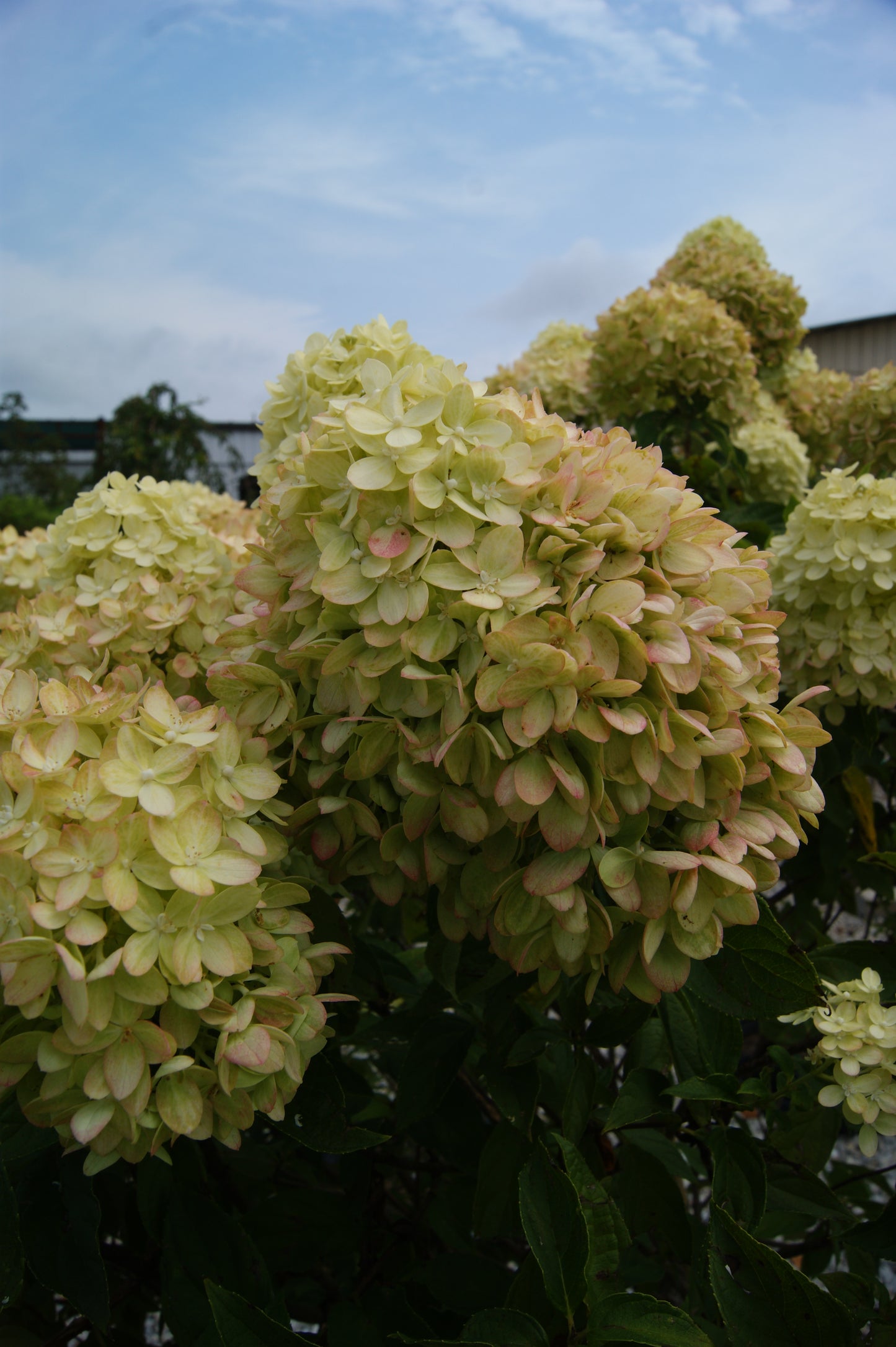 Hydrangea, Panicle 'Little Lime' (Hydrangea)