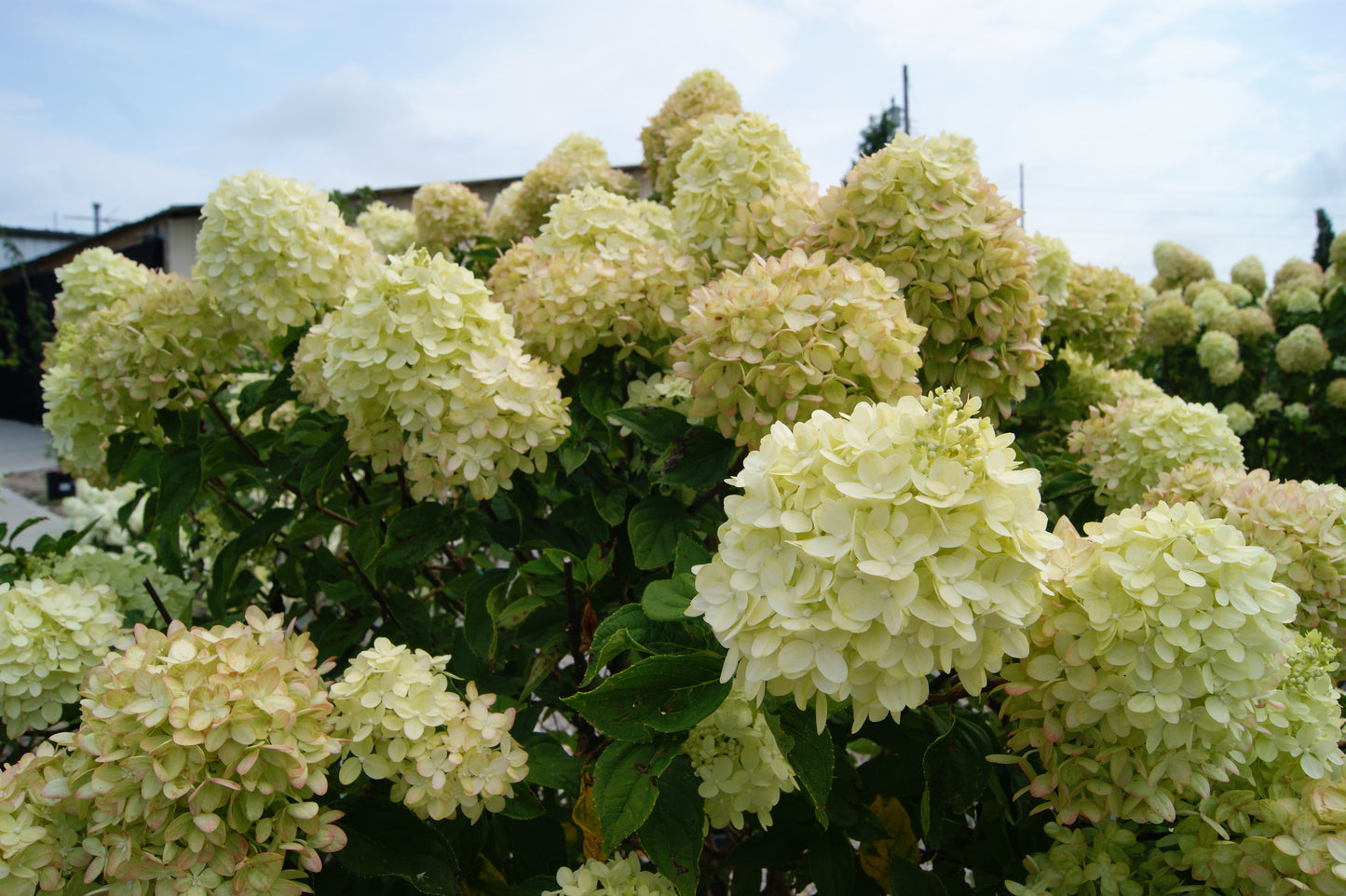 Hydrangea, Panicle Dwarf 'Little Lime' (Hydrangea) Patio Tree